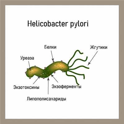 Helicobacter pylori.jpg