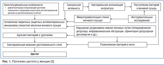Рис. 1. Патогенез цистита у женщин [3]