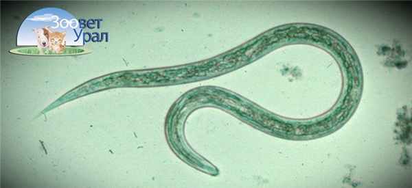 Возбудитель анкилостомоза у кошек