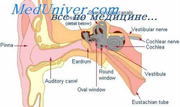 иннервация барабанной полости