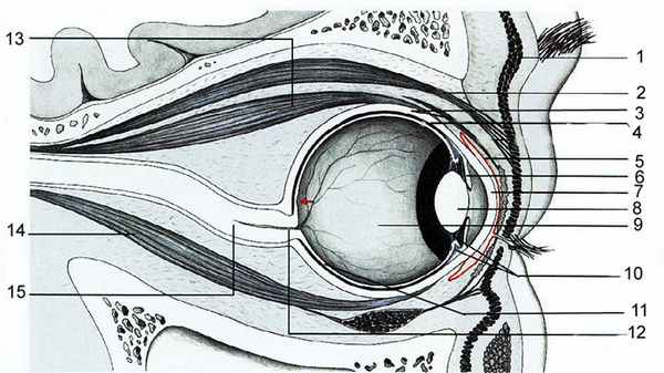 Глазные нервы