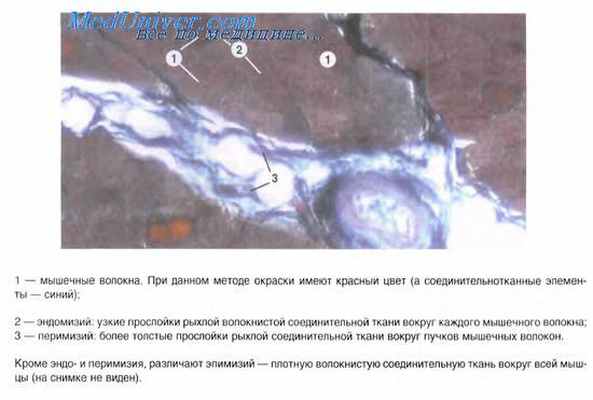 иннервация мышц