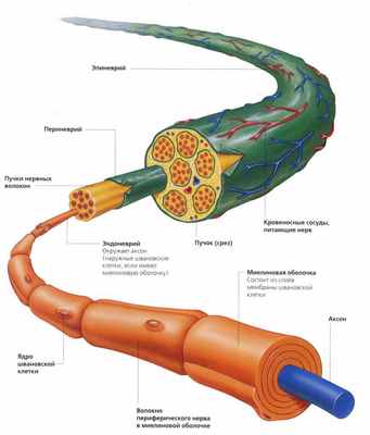 строение периферического нерва