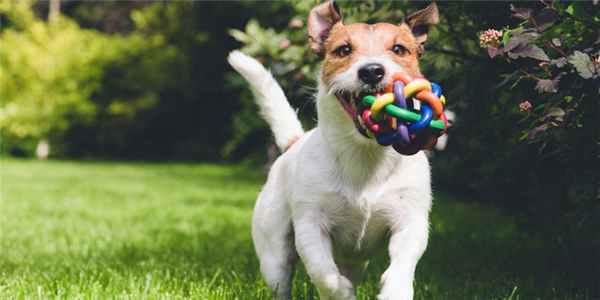 Инородные тела в желудке у кошек и собак