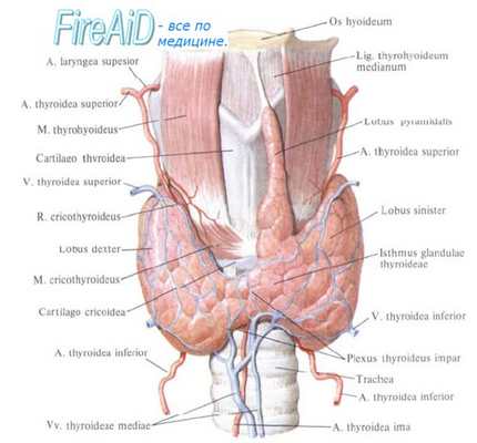 Регуляторные функции гормонов щитовидной железы. Кровоснабжение щитовидной железы.