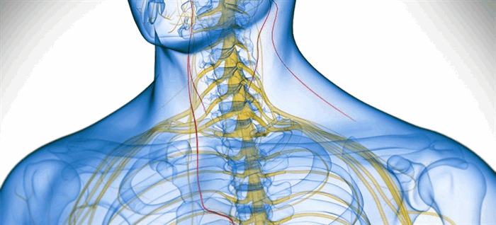 Блуждающий нерв (вагус)
