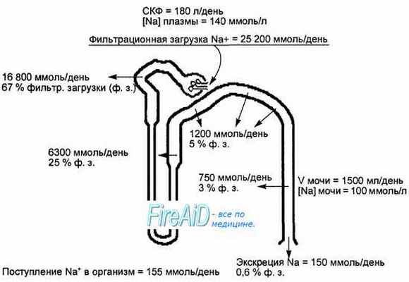 Канальцевая реабсорбция. Регуляция канальцевой реабсорбции.