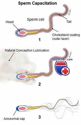 капацитация сперматозоидов
