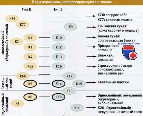 Кератины тканей