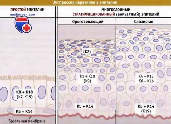 Кератины эпителия
