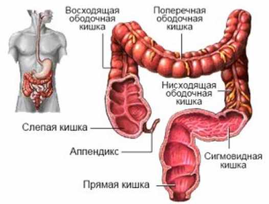 анатомия толстой кишки