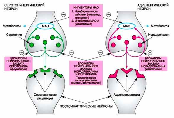 Механизм действия антидепрессантов