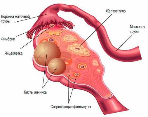 анатомия яичников