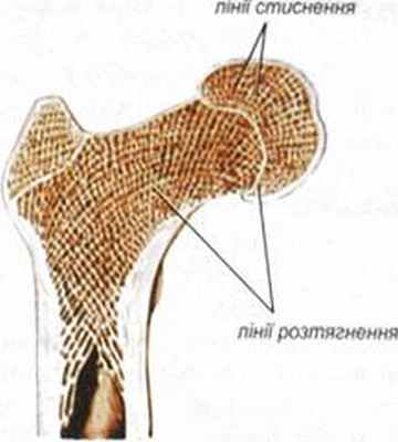 Положение костных трабекул (костных балок) в губчатой костной веществе (распил верхнего конца бедренной кости в лобовой плоскости)