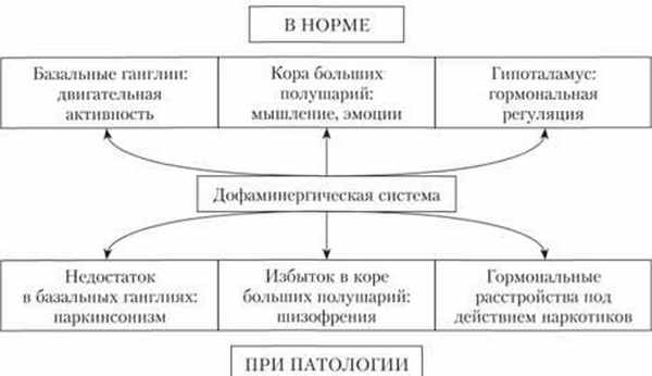 Эффекты дофаминергической системы в норме и при патологии