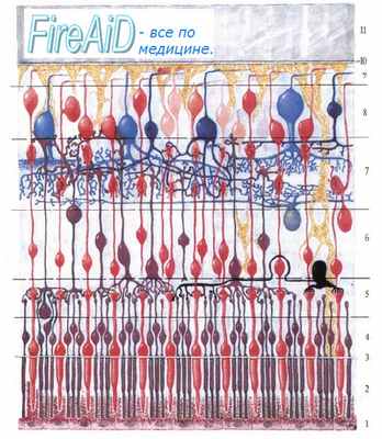 Классификация рецепторов. Мономодальные и полимодальные рецепторы. Ноцицепторы ( болевые рецепторы ). Экстерорецепторы.