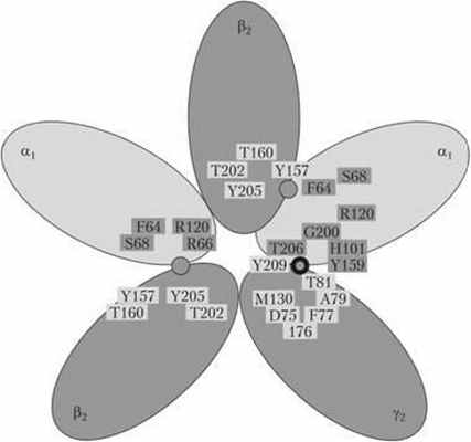 Места связывания ГАМК и бензодиазепинов на ГАМК-рецепторе