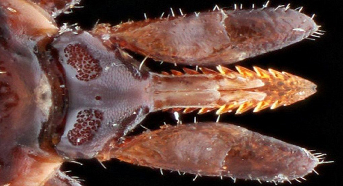 Виды клещевых инфекций, их профилактика и лечение в Москве