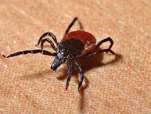 Как выглядит клещ?