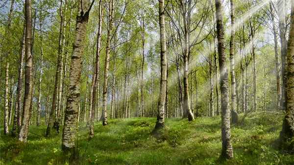 Клещевой энцефалит