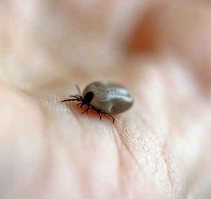 Что делать, если укусил клещ?