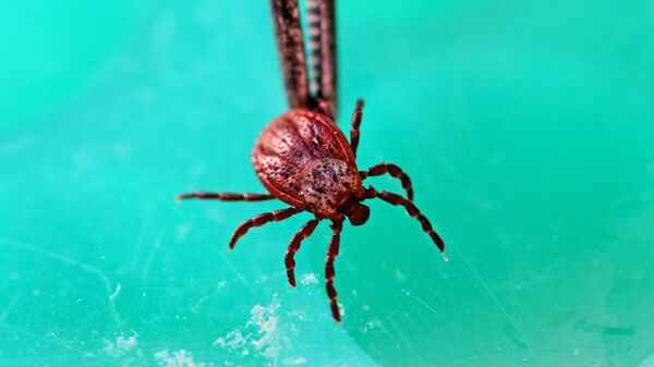 Клещ в вирусологической лаборатории. Архивное фото