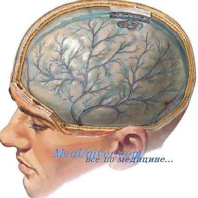 Клиника гнойного менингита. Неврологические симптомы гнойного менингита