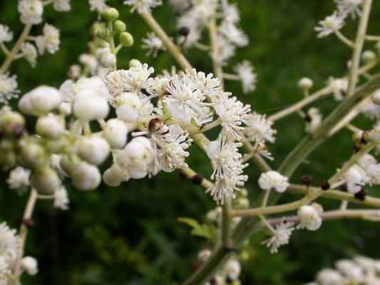 Клопогон Даурский