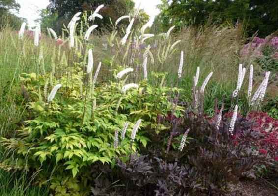 Клопогон Простой