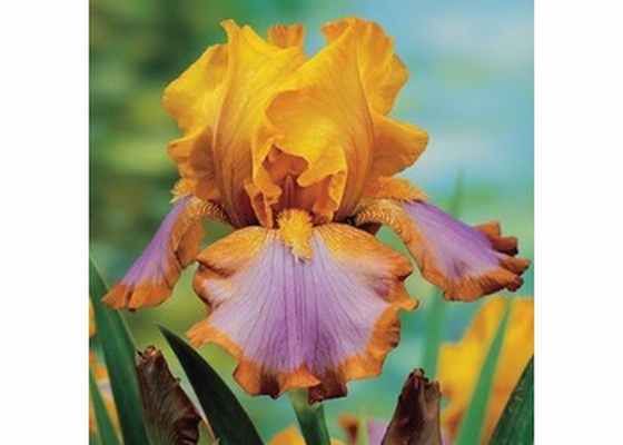 Ирис бородатый