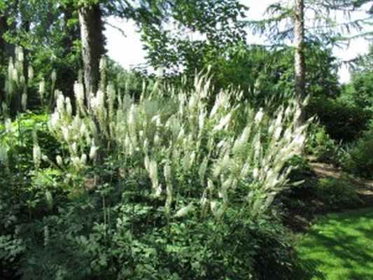 Купить семена, растение – Клопогон кистевидный (Actaea racemosa)