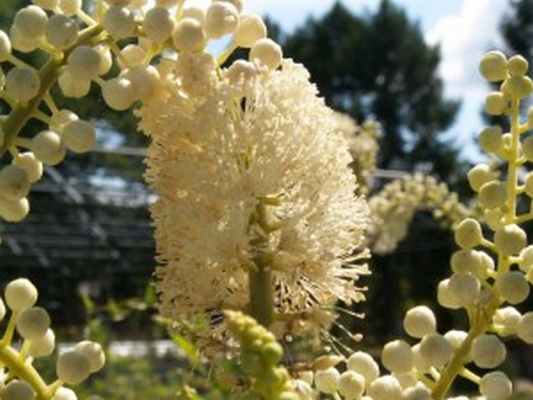 Купить семена, растение – Клопогон кистевидный (Actaea racemosa)