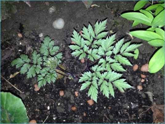 Клопогон легко размножается делением куста и черенкованием