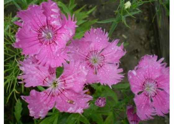 Гвоздика перистая