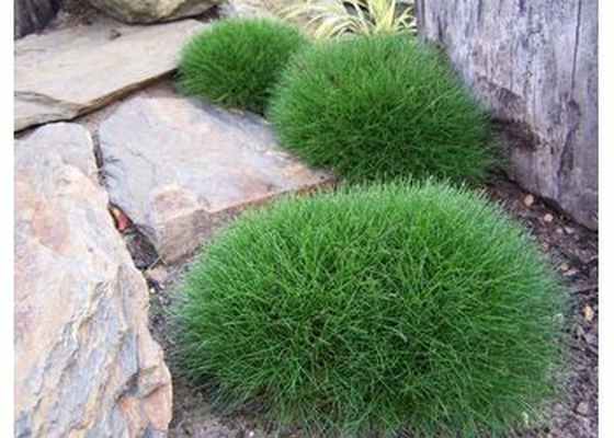 Овсянница Гаутера