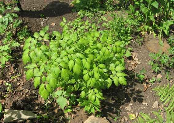 Клопогон лучше чувствует себя в тени или полутени, чем на солнце