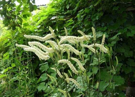 Клопогон Ветвистый