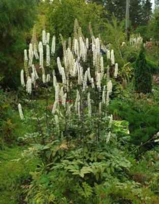 Купить семена, растение – Клопогон кистевидный (Actaea racemosa)