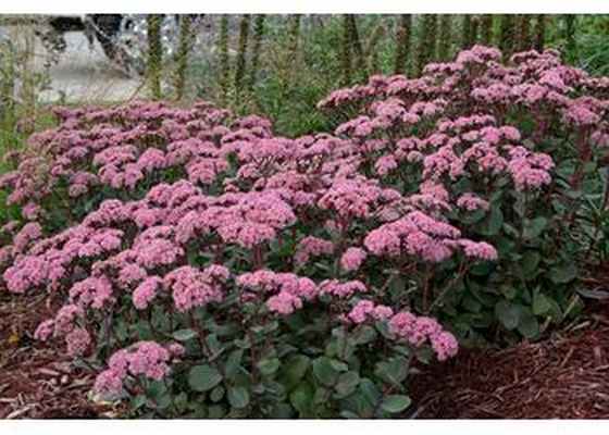 Очиток садовый