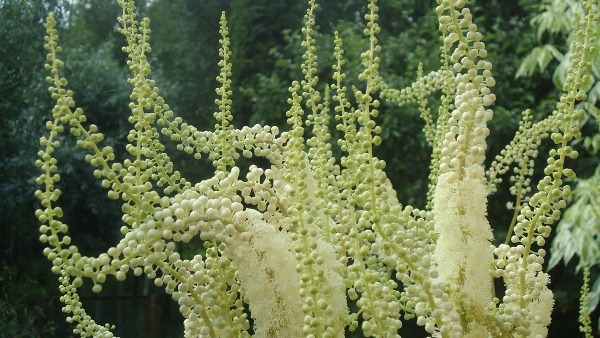 Белые бутончики на соцветиях цимицифуги