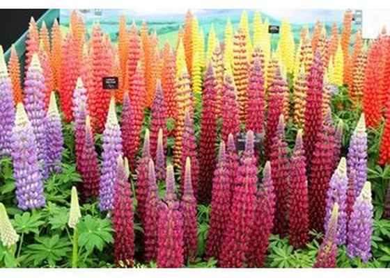 Люпин многолистный