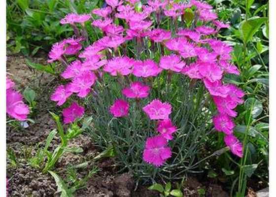 Гвоздика альпийская