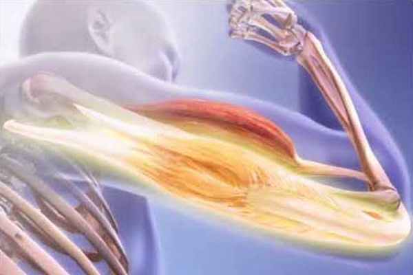 Работа мышц-антагонистов