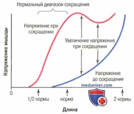 Коактивация мышц агонистов и антагонистов. Гипертрофия и атрофия мышц