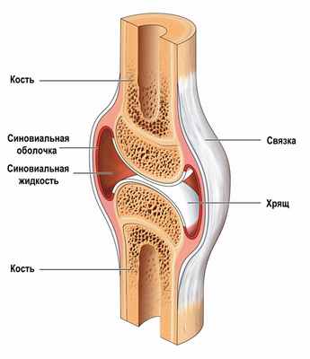 Срез сустава.jpg