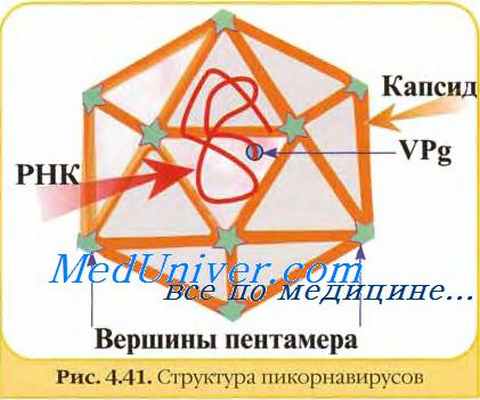 строение пикорнавирусов - вирусов Коксаки