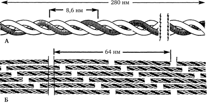 Строение микрофибриллы коллагена I типа (по Don W. Fawcett, 1997)