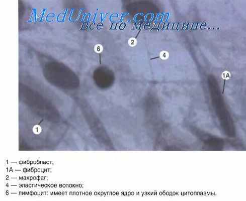 коллагеновые волокна