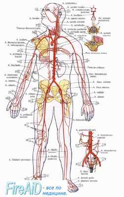 коллатеральное кровообращение