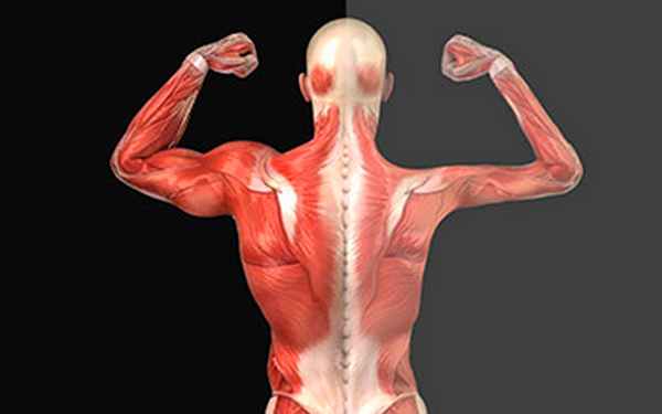 Мышечная дистрофия